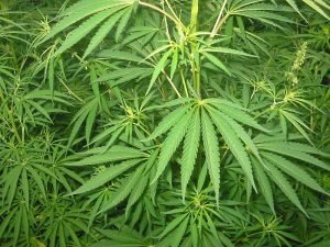 THC from Marijuana Leaves | THC DUI trials