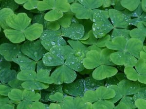 Green Shamrocks